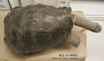 Media type: image; Herpetology R-46602